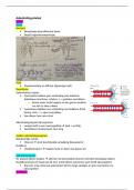 Biologie: ademhalingsstelsel