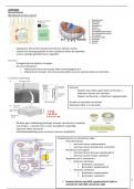 Samenvatting celbiologie