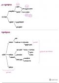 Schema's (pre-)organogenese en tijdslijn embryonale periode