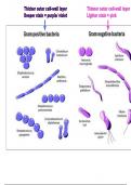 Anti-microbial drugs: antibiotics, antivirals, antifungals