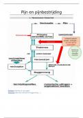 Samenvatting pijn & pijnbestrijding