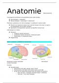 Samenvatting neuroanatomie 