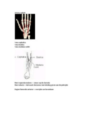 VIVO arterien, venen en zenuwen afbeeldingen