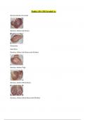 Poultry ID- CDE Graded A+ 