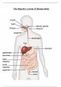 the human digestive system