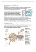 Samenvatting Morfologie en fysiologie van hogere planten H3 