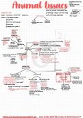 short and best notes of animal tissue  totally based on ncert