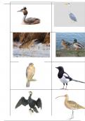 Flashcards inheemse dieren