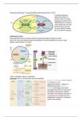 Samenvatting Morfologie en fysiologie van hogere planten H5 