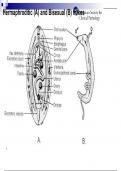 Schistosomiasis and faschiolosis.