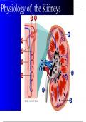 Renal Physiology Overview great slides