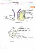 Ischianal fossa