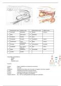 Samenvatting dierenartsassistente anatomie geslachtsapparaat