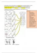 schouder-arm-hand neurodynamica casus uitwerking