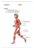 biologie - hoofdstuk 4 - paragraaf 4 - spieren - samenvatting