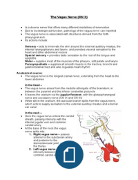 The Vagus Nerve (CN X)