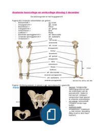 Samenvatting anatomie bekkengordel en heupgewricht 