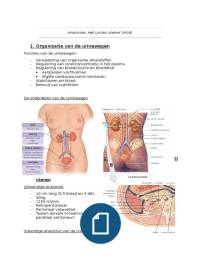 Anatomie H18