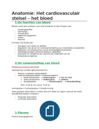 Anatomie H11