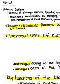 Urinary System Review- Anatomy and Physiology 2 