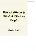 Human Anatomy Notes & Practice Pages