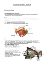 Gastrointestinal Anatomy