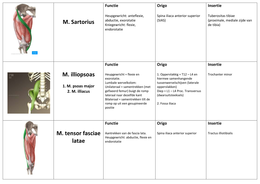 Anatomie in VIVO blok 3, spieren, ligamenten en botten!