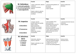 Anatomie in VIVO blok 2 Spieren, ligamenten en botten van de hand