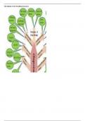 NR 293 (2023/ 2024 Update) Pharmacology for Nursing Practice Testbank,,,Alpha