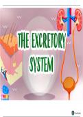 Excretory System : An In-Depth Look at Bodily Purification