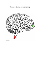 Samenvatting Thema 6 VWO 5BvJ  Gedrag en waarneming