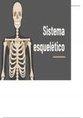 Sistema esquelético, conformación y funciones