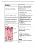 Chapter 6 Notes - Holes Anatomy and Physiology