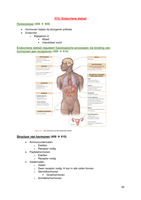 Hoofdstuk 10 - Het endocriene stelsel