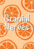 Cranial nerves - Anatomy notes 