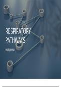 B- EXPLORE THE EFFECT OF ACTIVITY ON RESPIRATION IN HUMANS AND FACTORS THAT CAN AFFECT RESPIRATORY PATHWAYS