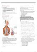 Samenvatting anatomie & fysiologie deel 1: ademhalingsstelsel