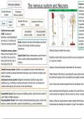 Summary Sheets (COMPLETED) for 'BIOPSYCHOLOGY': Psychology A-level