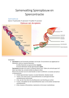 Samenvatting spiercontractie en spieropbouw 