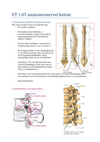 Anatomie OP4