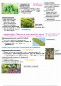 Plant phylogenetic overview 