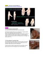 SPIEREN HAND/POLS - testen voor extrinsieke en intrinsieke spieren (met plaatjes)