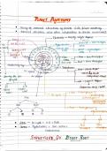 PLANT ANATOMY CLASS 11TH HANDWRITTEN NOTES FOR NEET