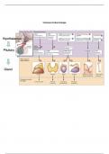 Samenvatting Endocrinologie