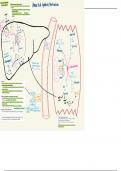 Illustration of Amino Acid Synthesis and Metabolism 