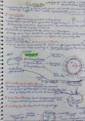 Fertilisation notes 