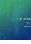 THE CARDIOVASCULAR SYSTEM