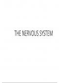 THE NERVOUS SYSTEM