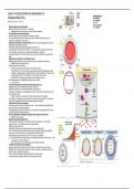 Lecture Notes - Lecture 4, Developmental Biology, BioD104, UC Irvine