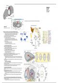 Lecture Notes - Lecture 5 of Developmental Biology, BioD104, UC Irvine